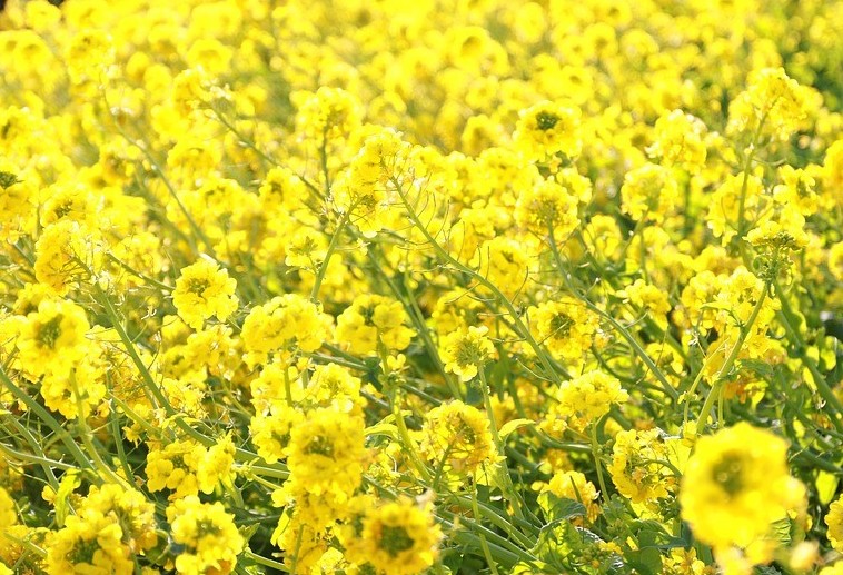 Dia de campo focará na extração de óleos e culturas de inverno