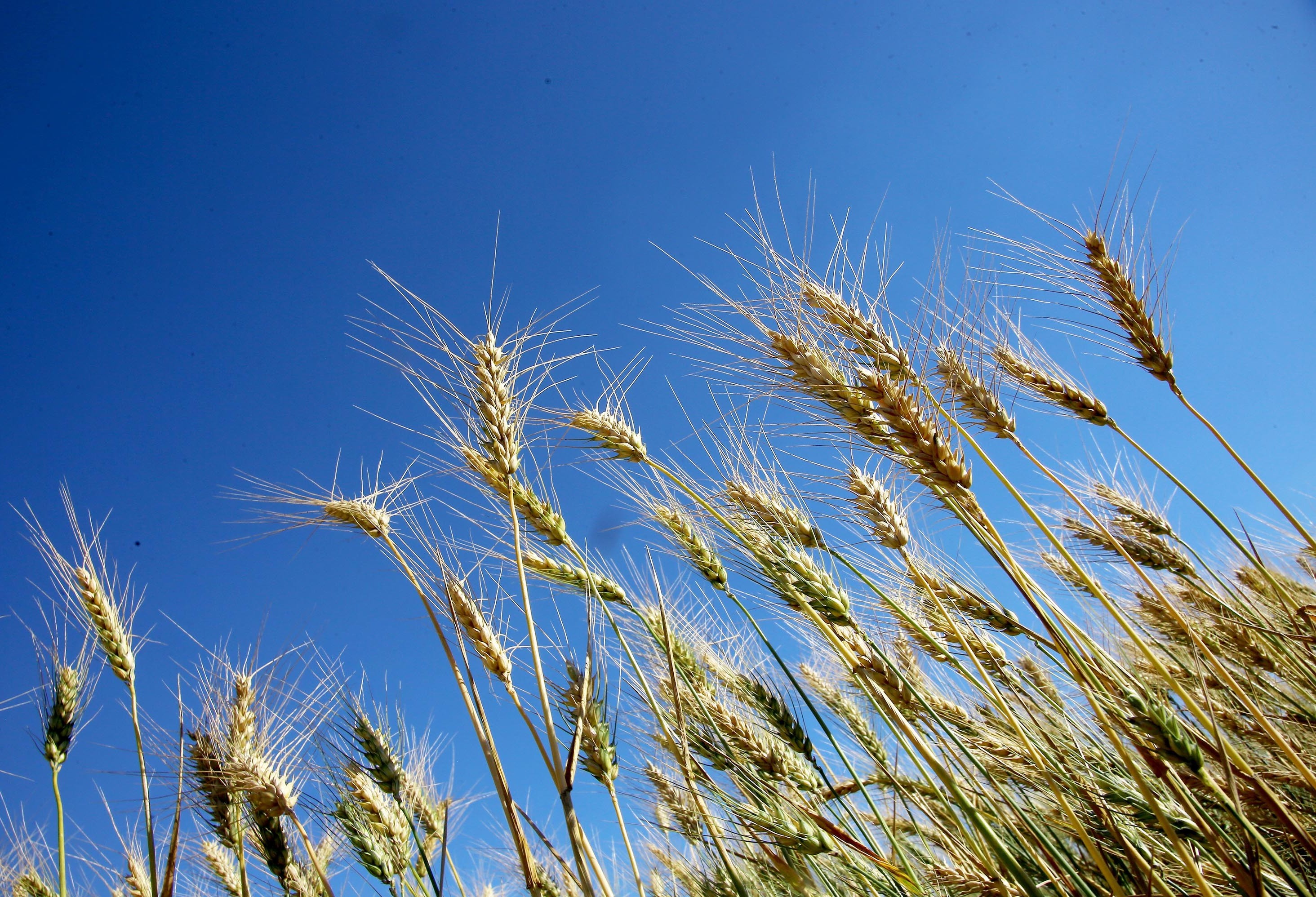 Trigo é destaque do Boletim Semanal de Conjuntura Agropecuária