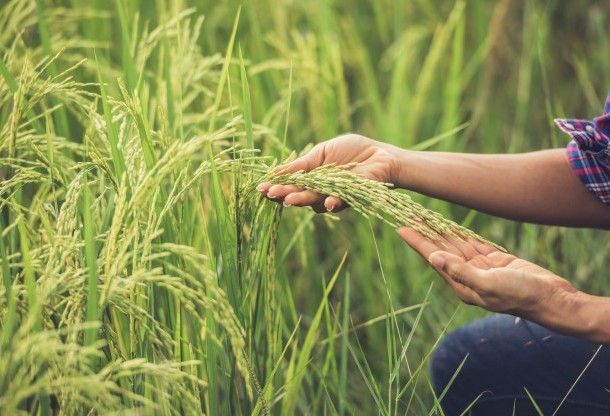 Ministério da Agricultura divulga Plano Agrícola e Pecuário 2019/20