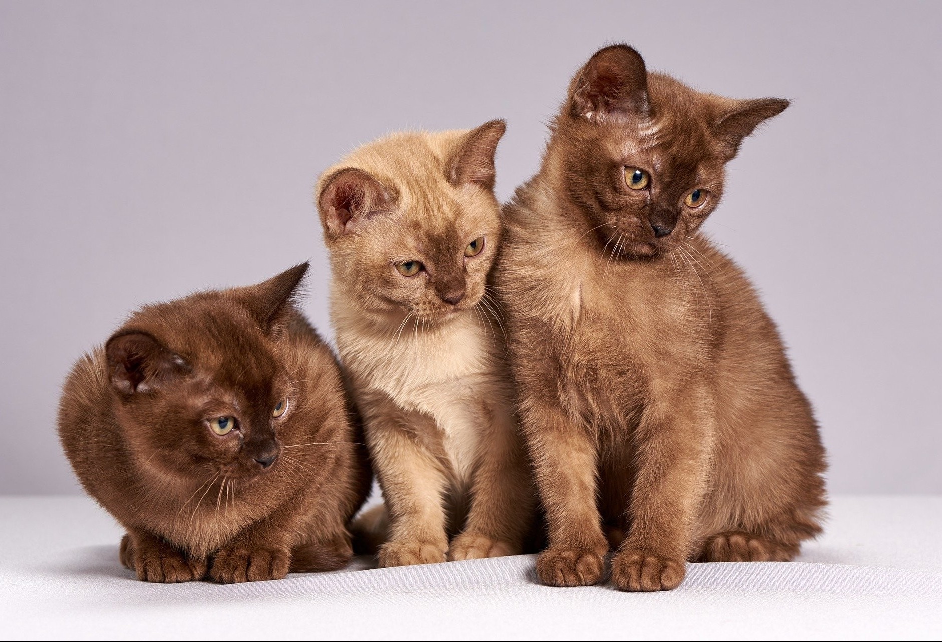 Dia Internacional do Gato: como cuidar do seu felino