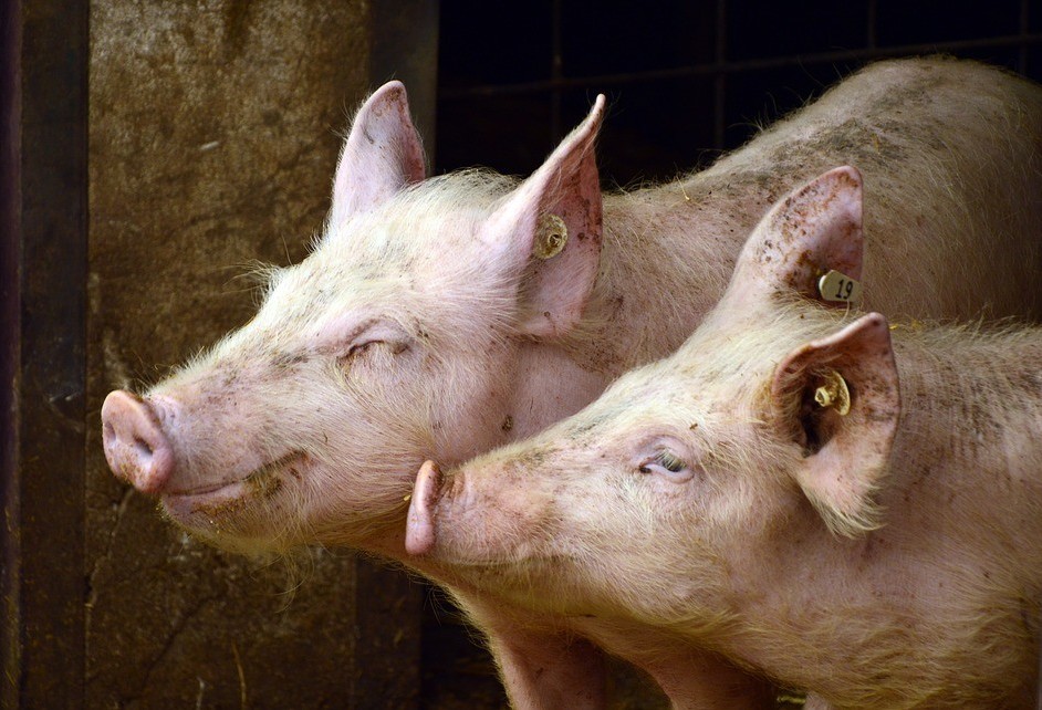 Brasil Pork Event reúne suinocultores em Foz do Iguaçu