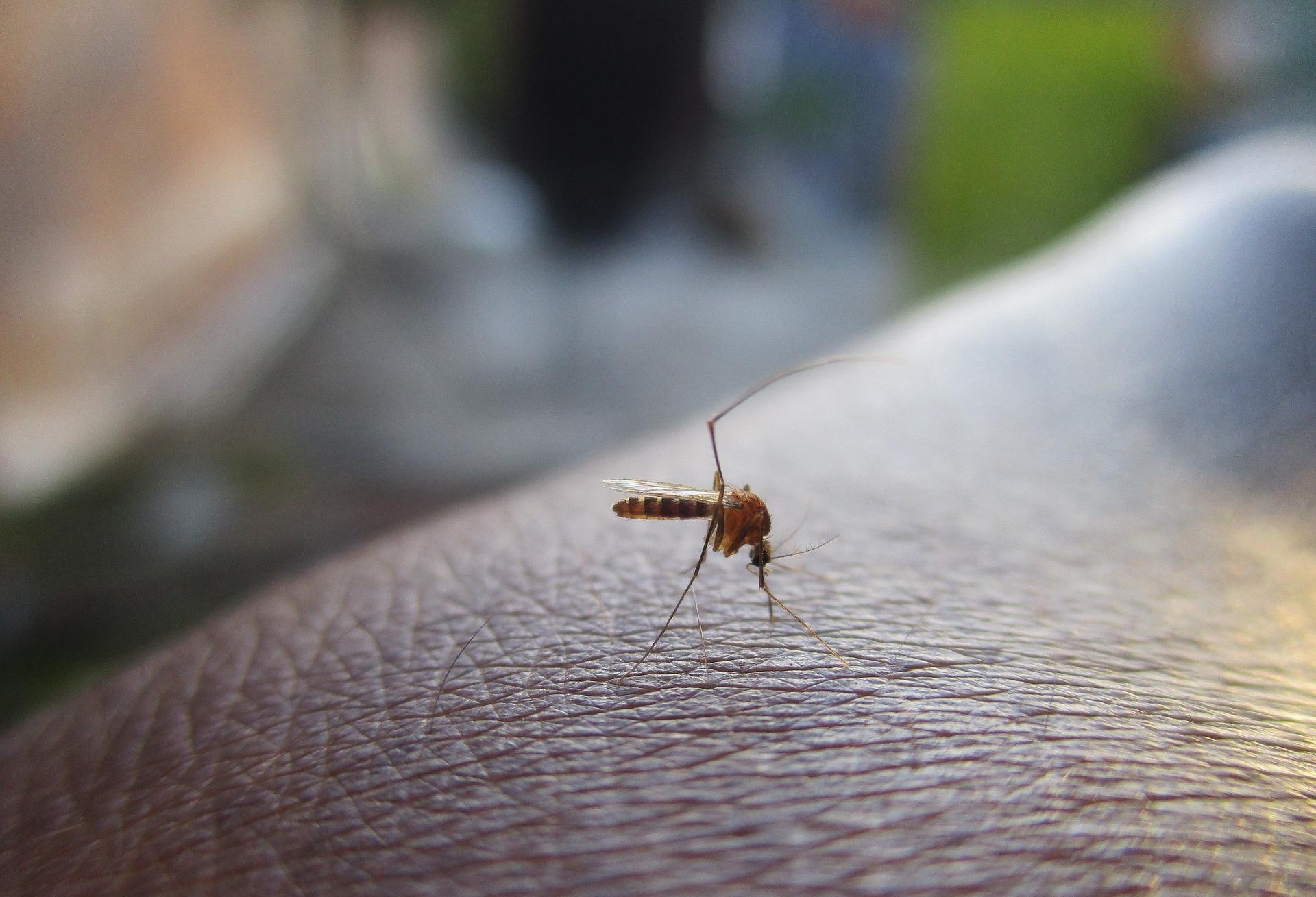 Cascavel confirma  11.156 casos de dengue