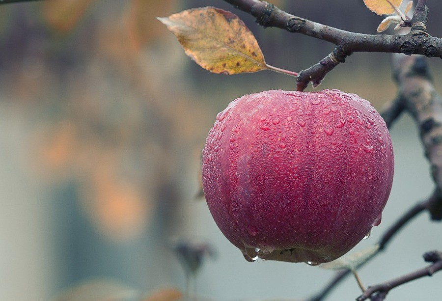 Brasil é o 3º maior produtor de frutas do mundo, mas exporta apenas 2,5% do que colhe