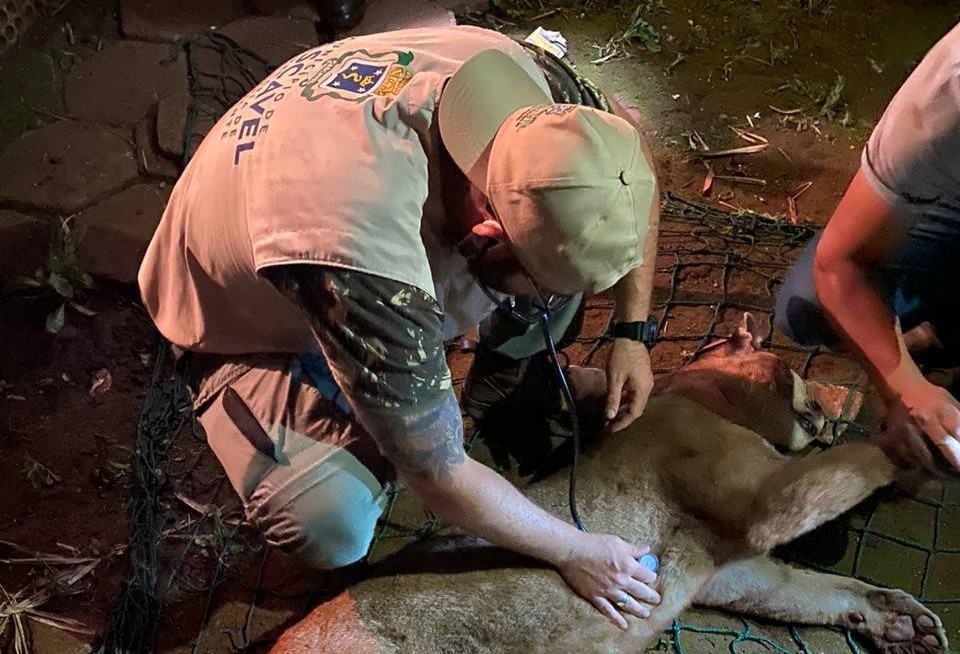 Onça-parda resgatada em Quedas do Iguaçu passa por exames, em Cascavel