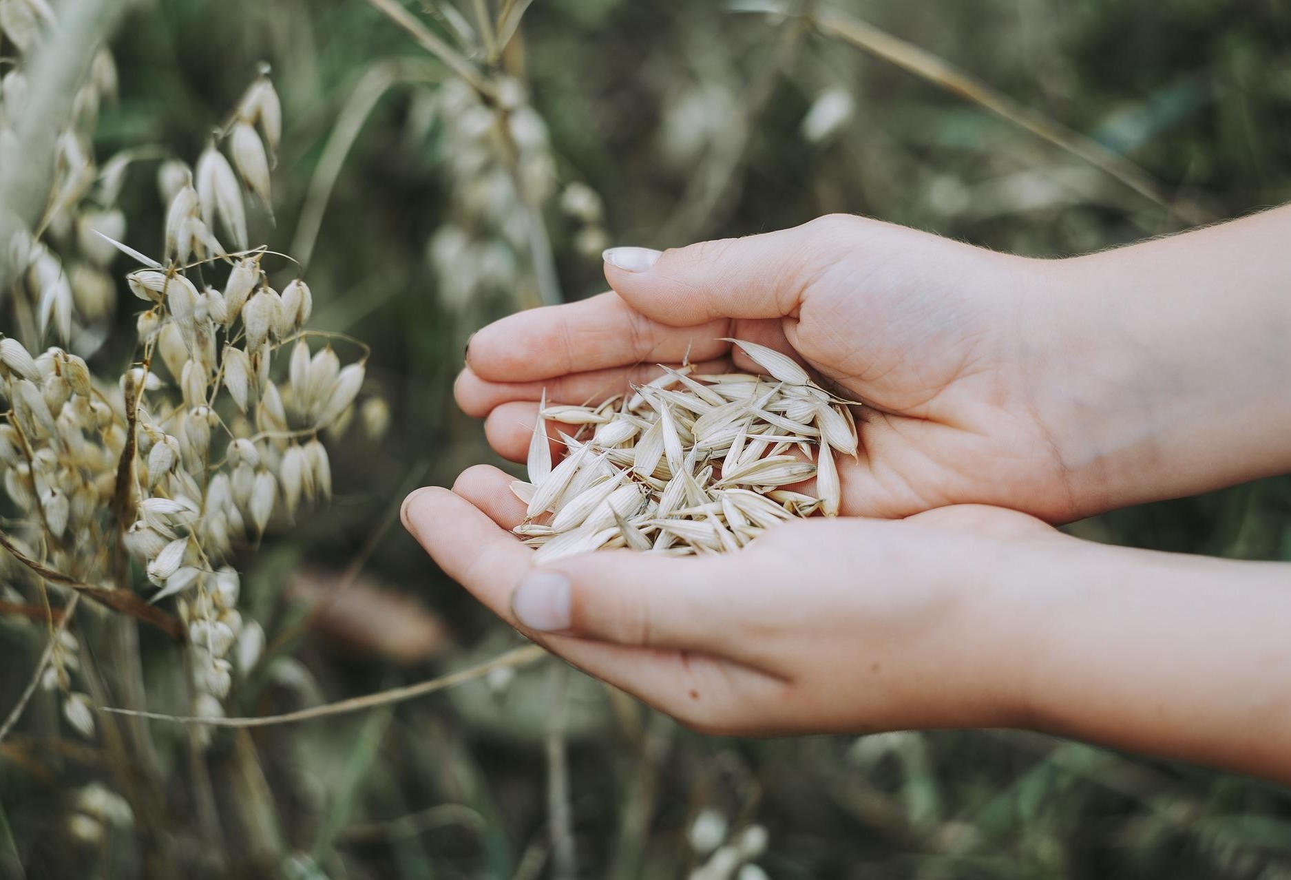 Cereais de inverno se destacam para alimentação animal 