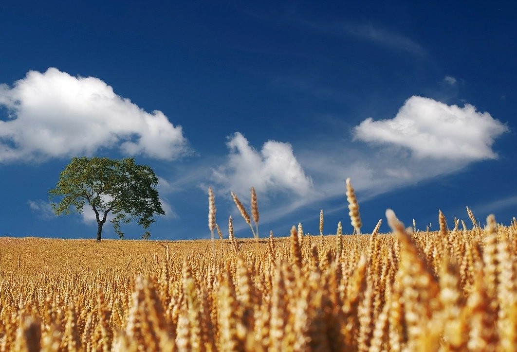 Confira o Mercado Agrícola desta segunda-feira (10)