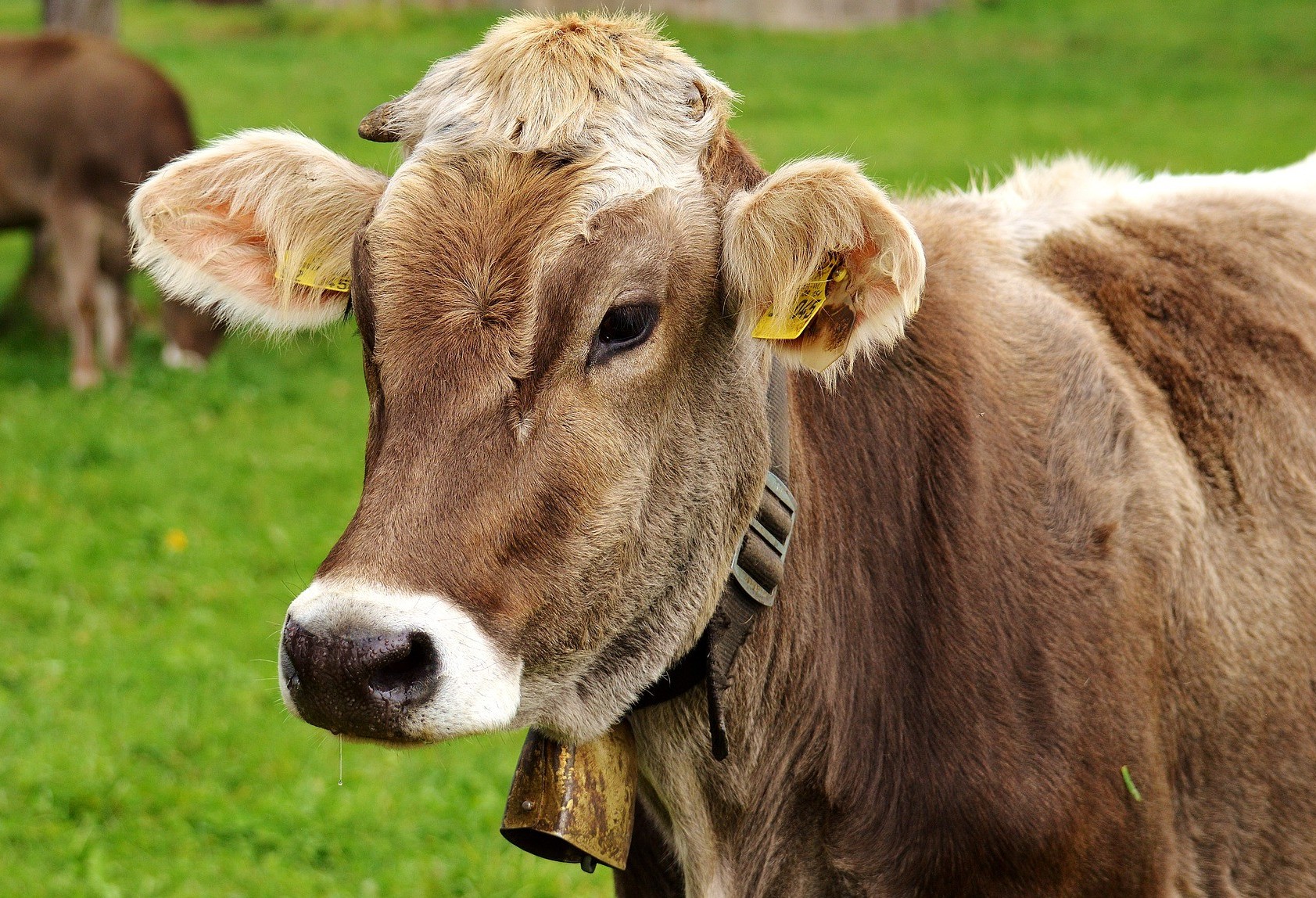 Adapar identifica quatro novos casos de raiva bovina em Cascavel 