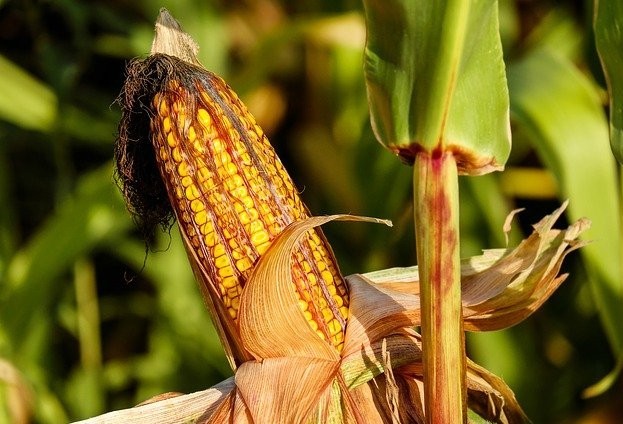 Nos próximos dias inicia o plantio da segunda safra de milho