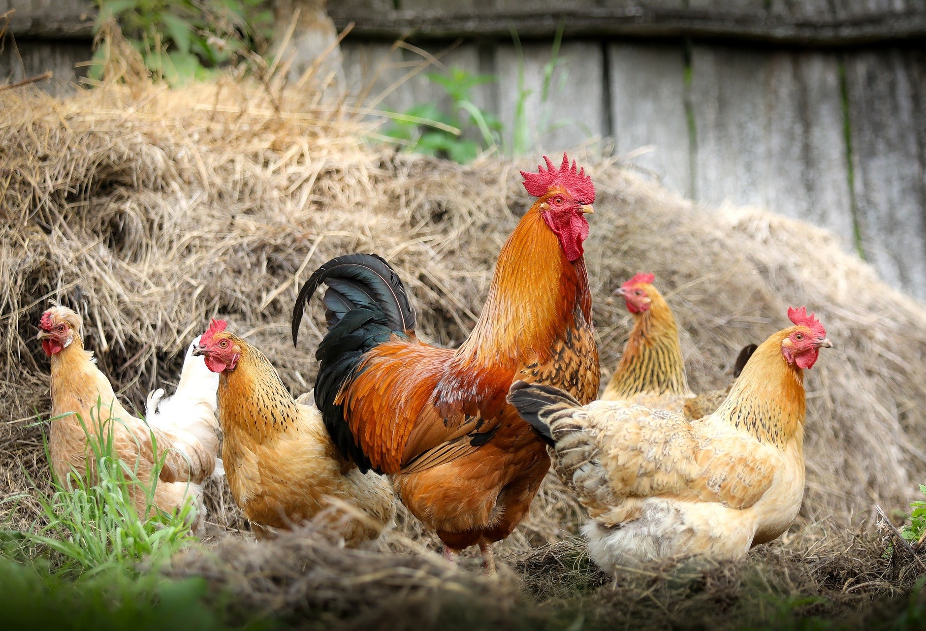 Frango com Salmonella: o que o avicultor deve fazer para previnir essa bactéria 