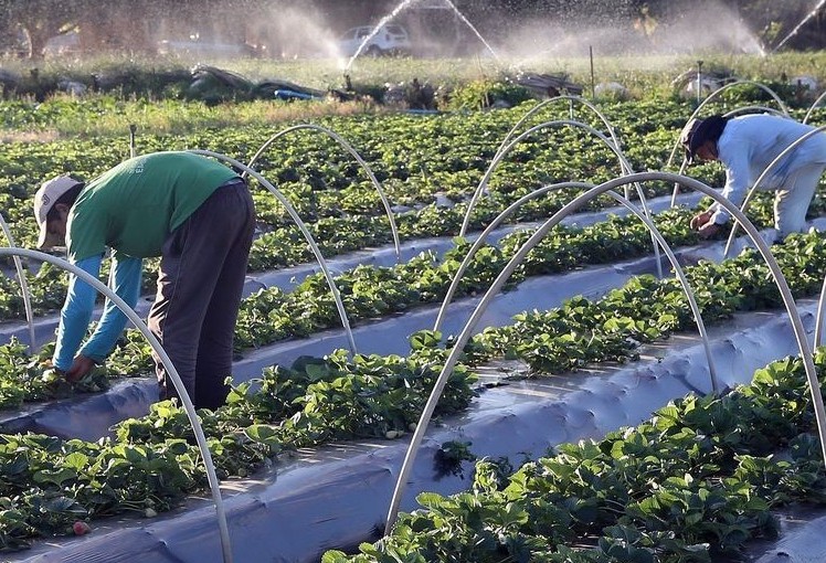 Sistema Faep oferece curso de seguro agrícola