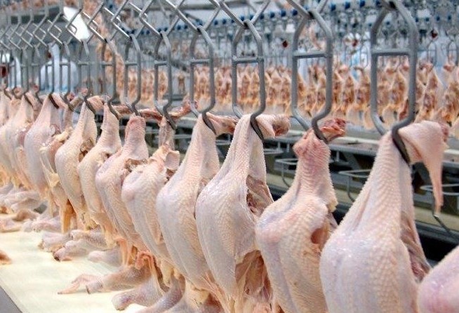 Brasil aumenta em 40% as vendas de carne de frango para o Qatar