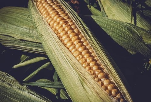 Produtores aceleram plantio do milho