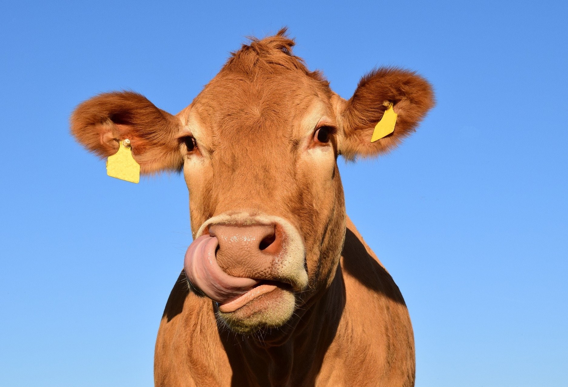 Exportação de carne poderá aumentar em  10% no Brasil 