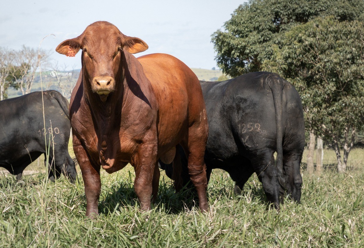 Brangus: combinação que produziu um animal capaz de se destacar nas diversas regiões do Brasil