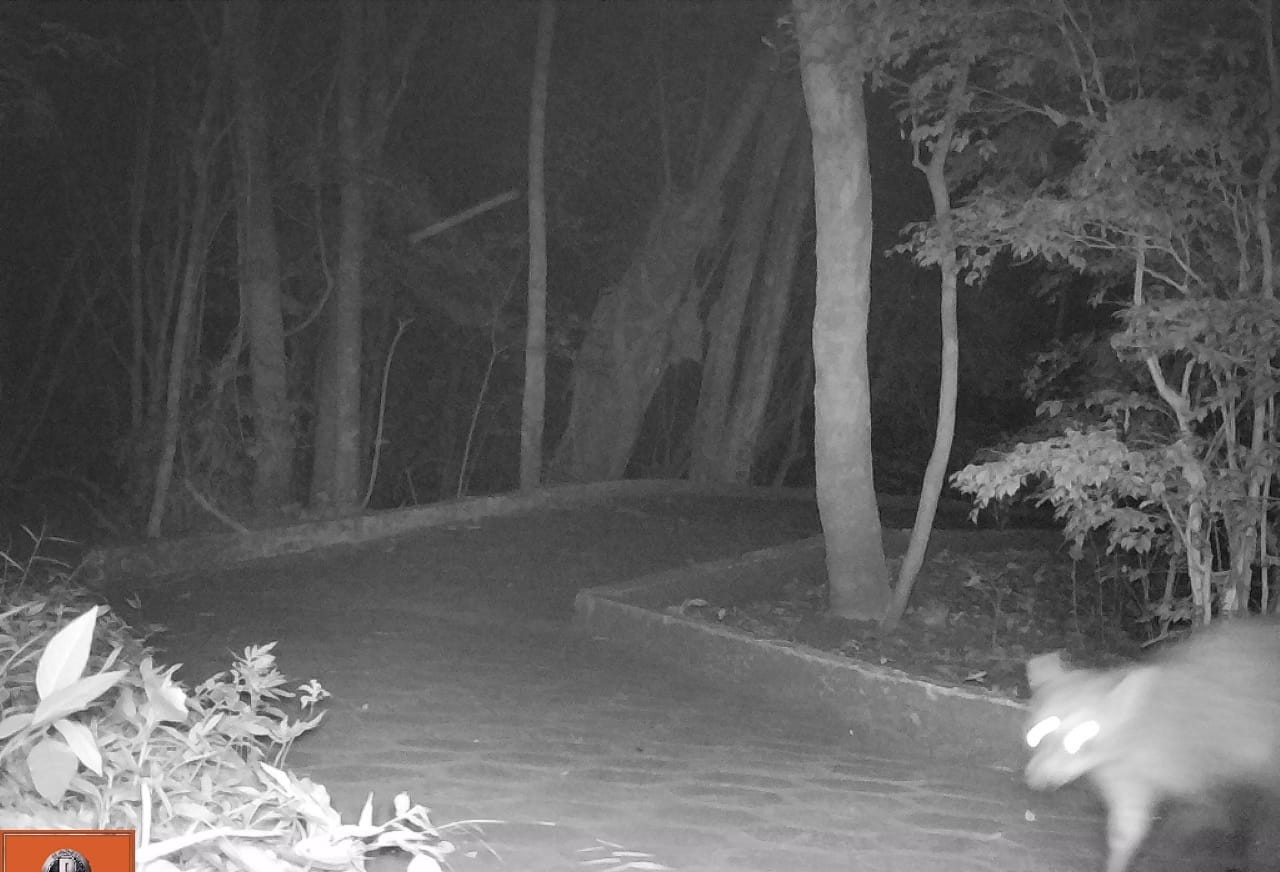 Onça ainda não apareceu em imagens de câmeras; lago e zoo estão fechados