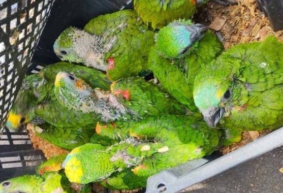 Cetas abriga aves apreendidas durante fiscalização na BR-376