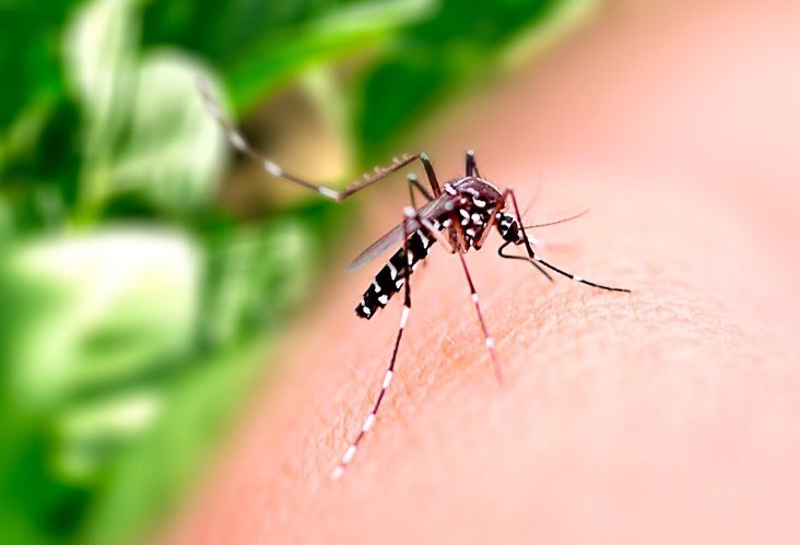 Cascavel em guerra contra a dengue