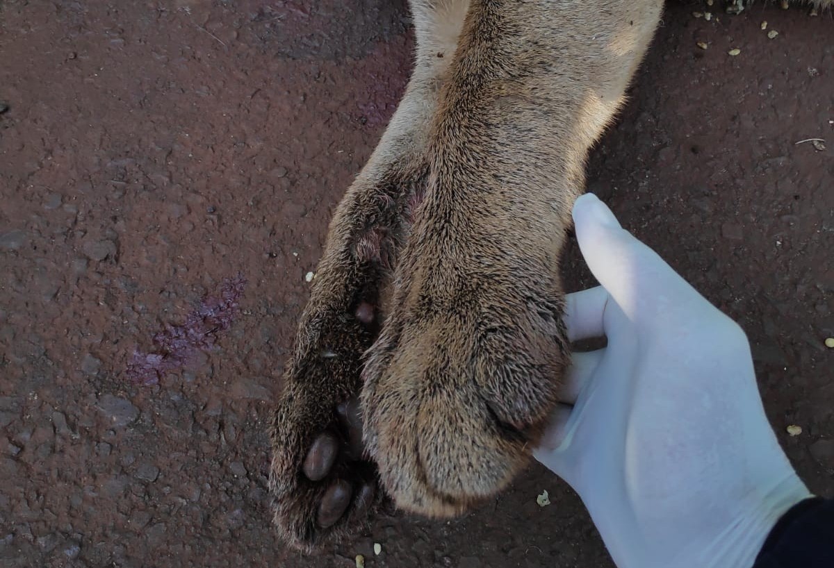 Onça parda é encontrada morta  às margens da BR-467