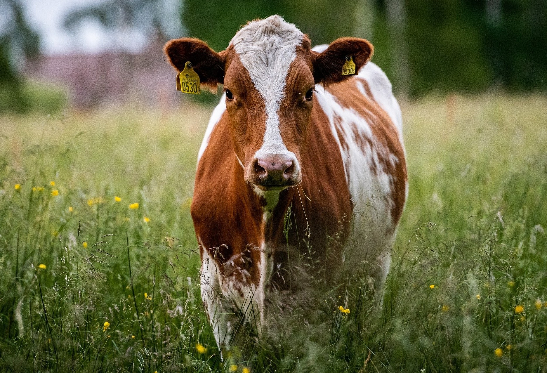 Preço da carne cai em outubro após um ano e meio de alta