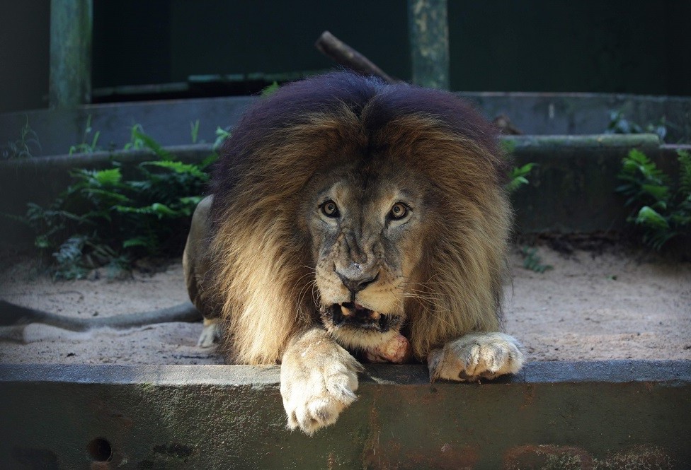 Símbolo da luta contra maus tratos animais, Leão Gaúcho ruge pela última vez