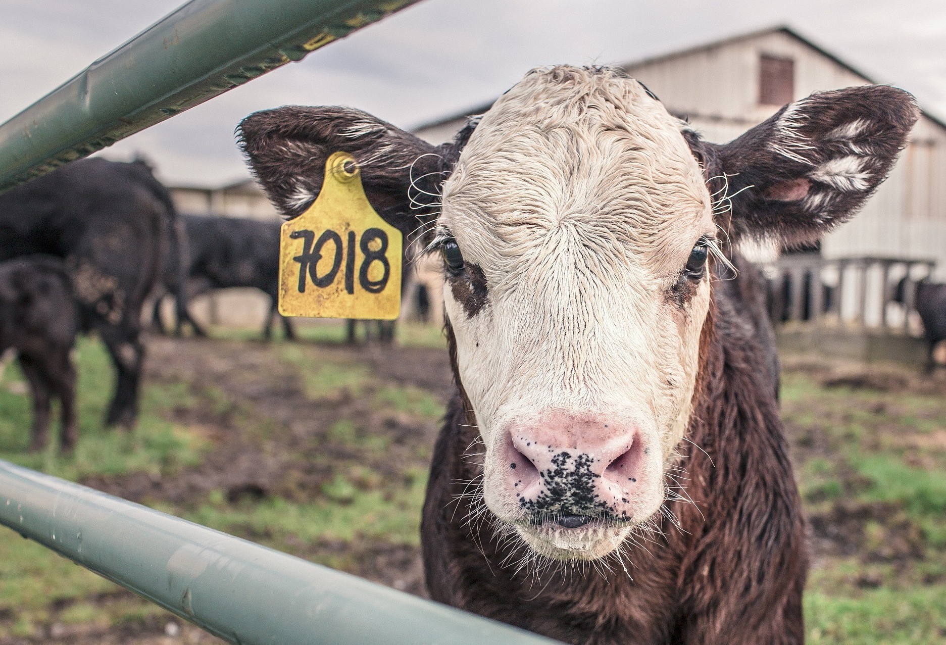 Preços dos produtos agropecuários devem desacelerar