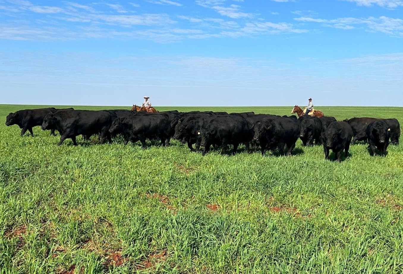 4º Show Rural de Inverno também terá conteúdos à pecuária de corte