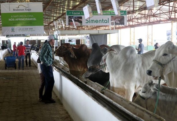 Paraná livre de febre aftosa é  tema do ultimo dia do Show Pecuário 