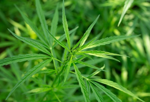 TRF4 manda governo do Paraná fornecer remédio à base de maconha em Cascavel