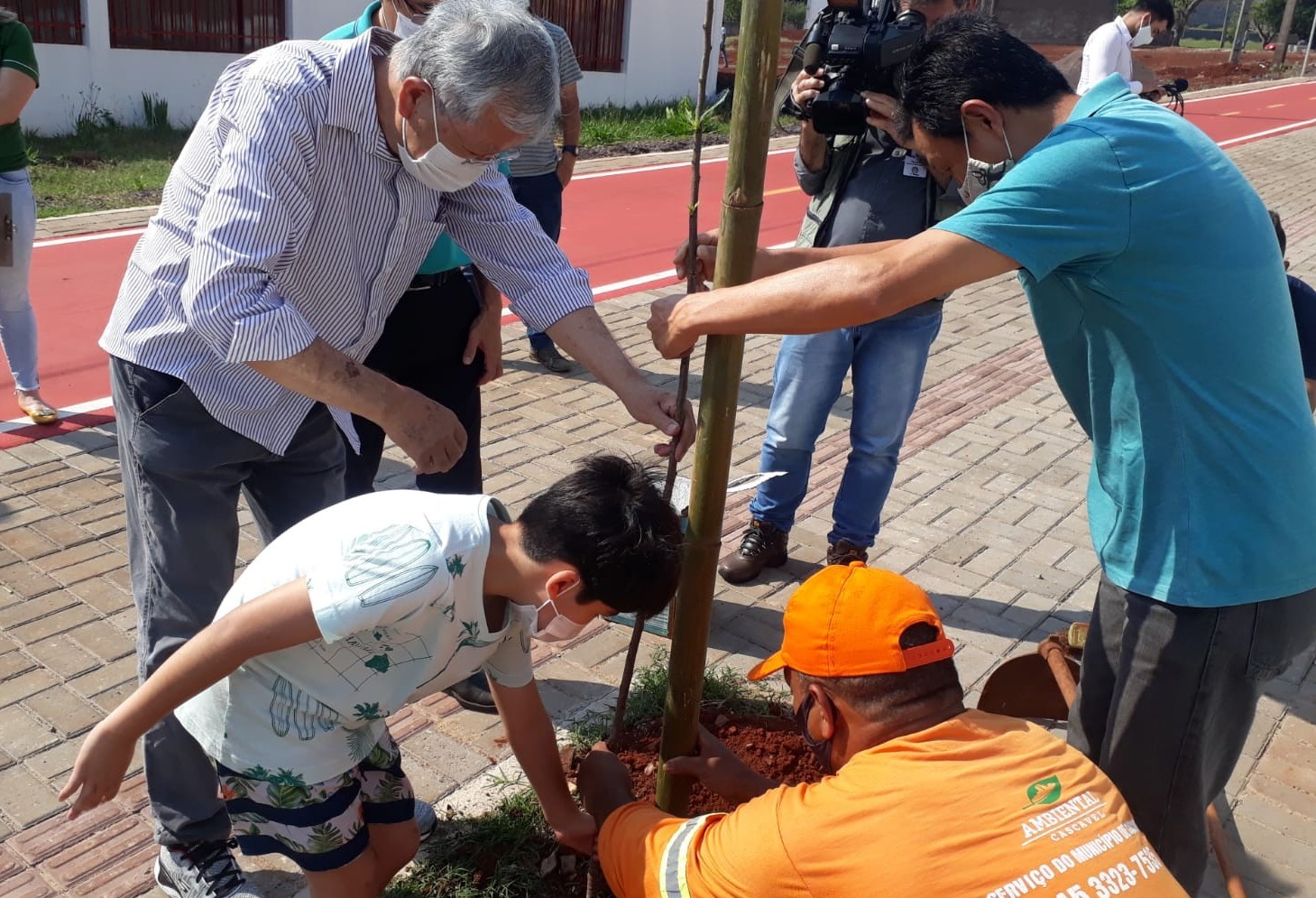 Cerejeiras são plantadas na Praça Japão, em Cascavel