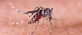 Cascavel registra o primeiro caso de Chikungunya