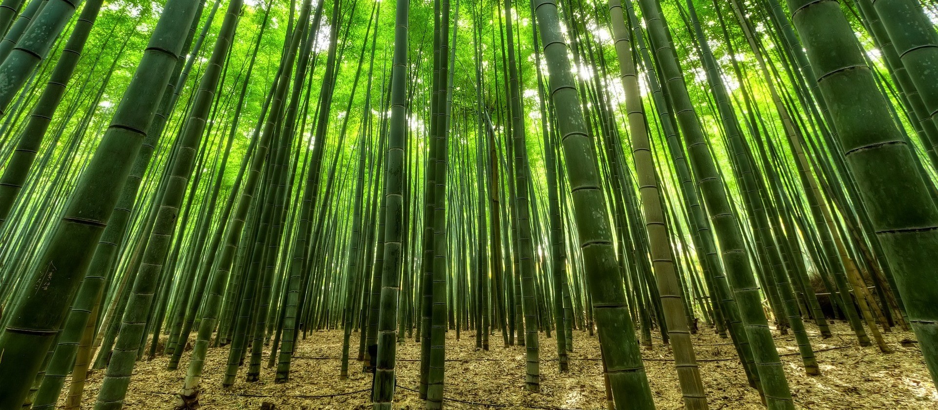 Assembleia Legislativa aprova projeto de lei de incentivo à cultura do bambu