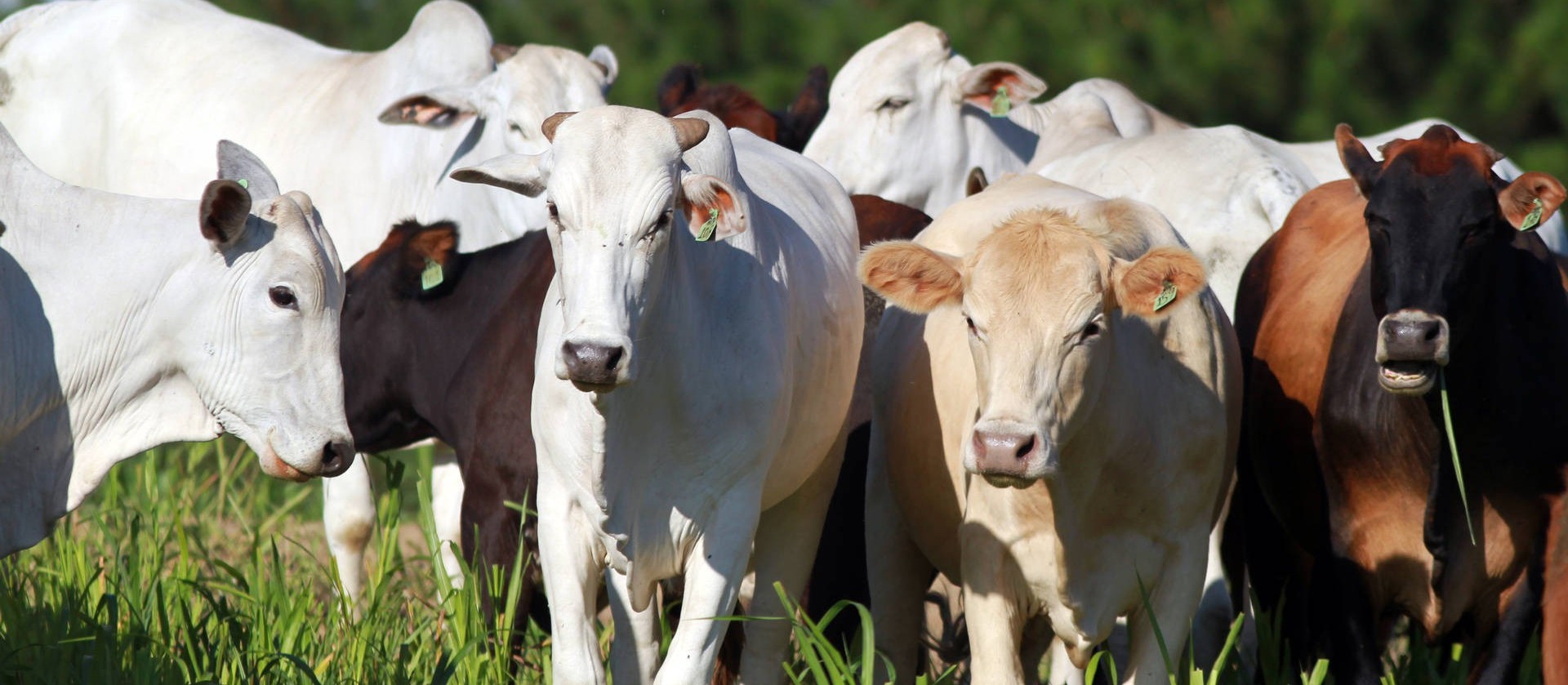 União de forças permitirá ao Paraná vencer no mercado de proteína de origem animal