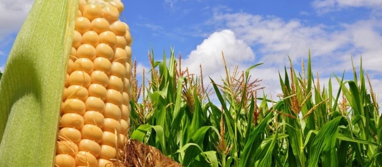 Falta de chuva atrasa safra de milho nos EUA 