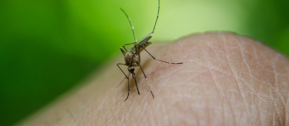 Cascavel tem 131 casos de dengue confirmados 