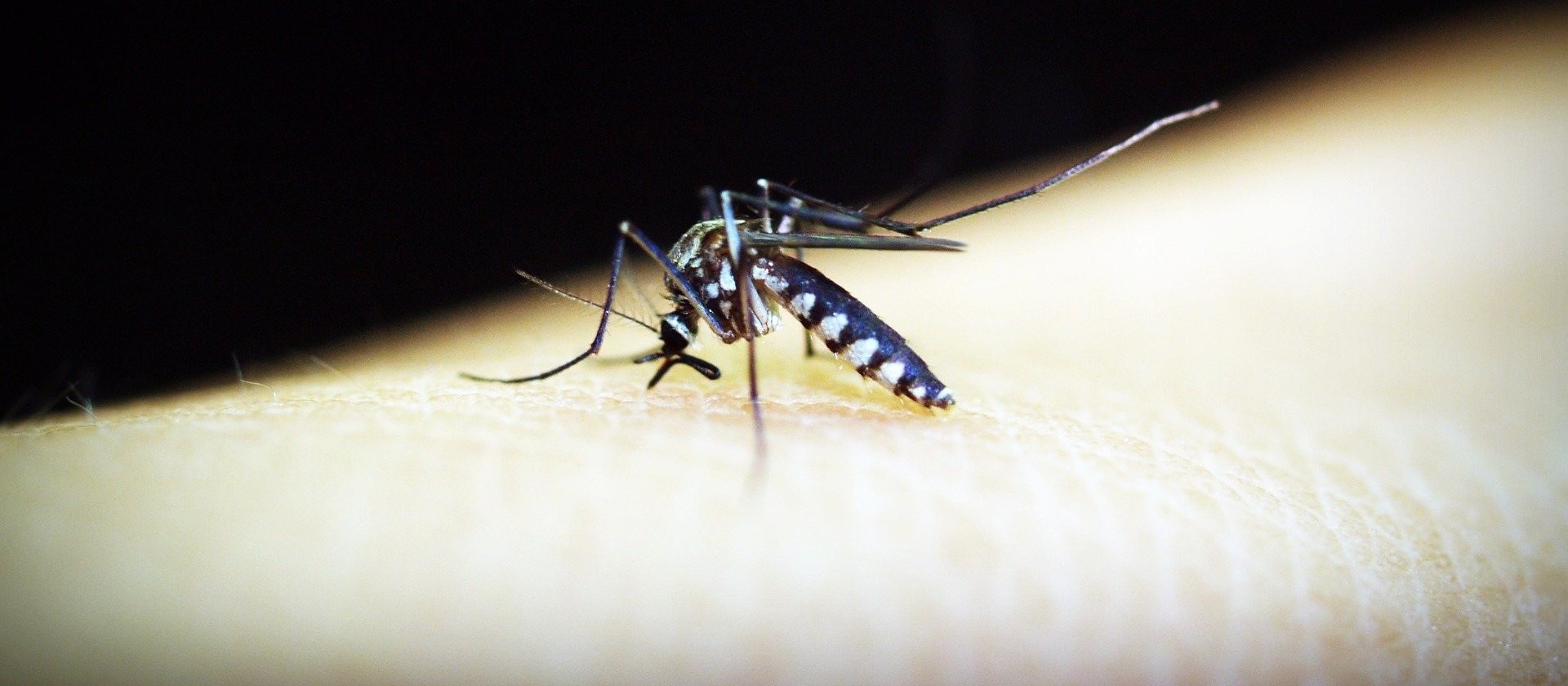 Cascavel contabiliza 8 casos de dengue 