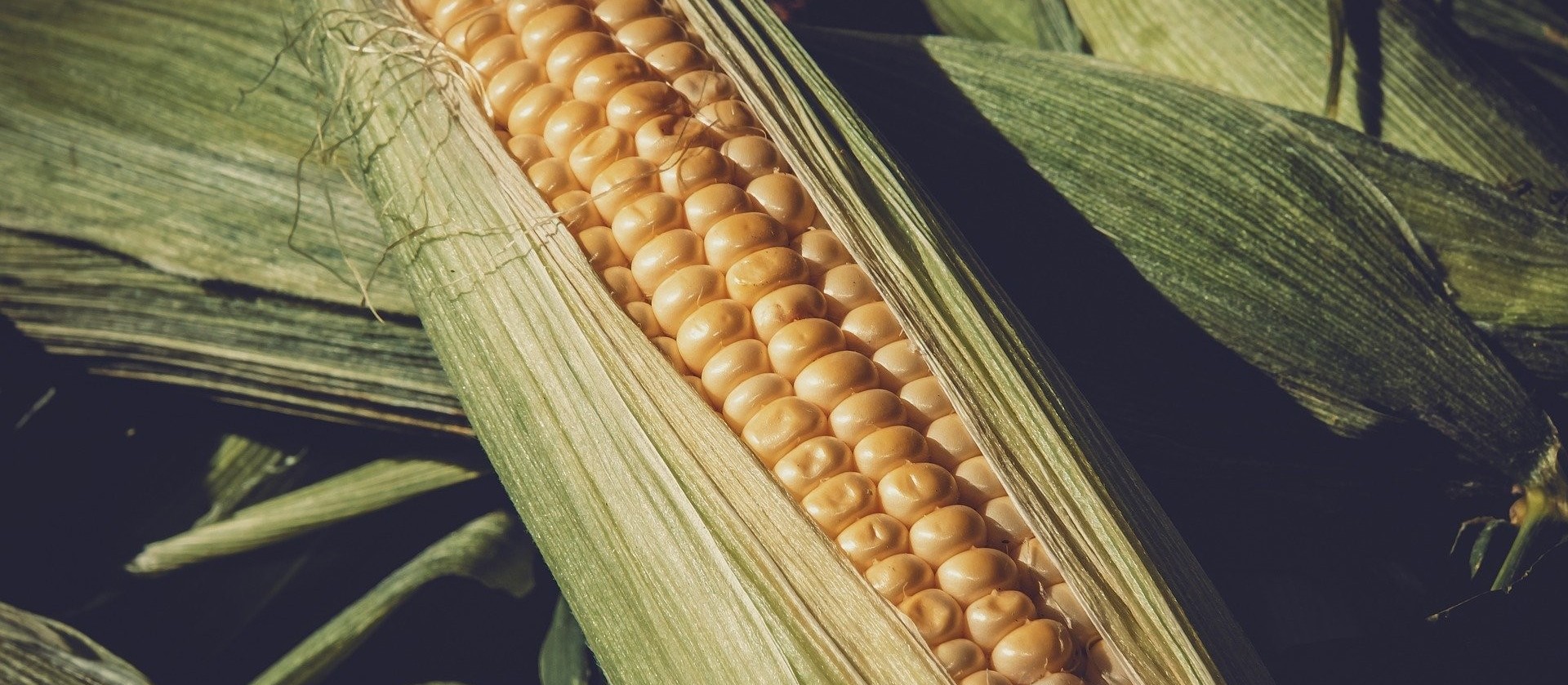 Colheita da safra de verão de milho atinge 97% da área estimada
