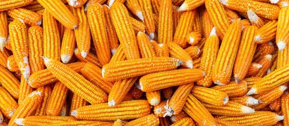 Brasil tem potencial para produzir 15 bilhões de litros de etanol a partir do milho
