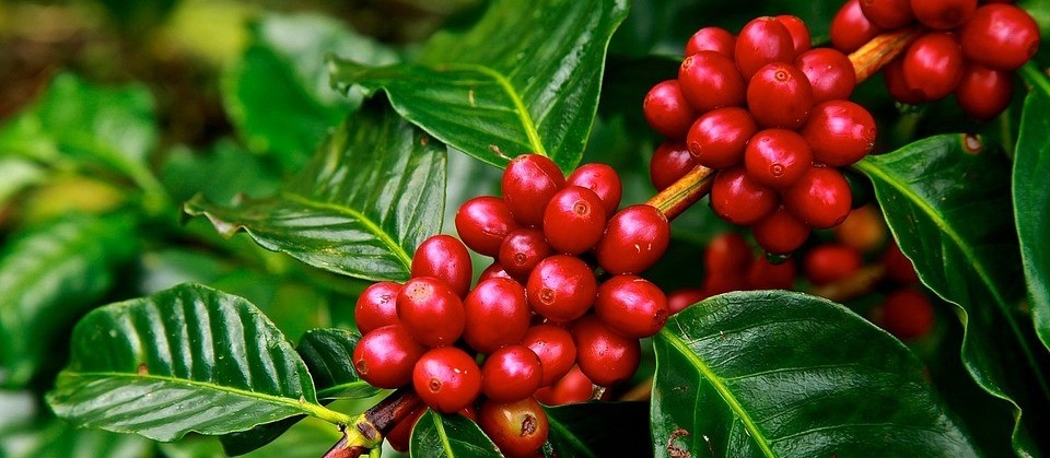 Brasil segue em 1º na produção de café no mundo