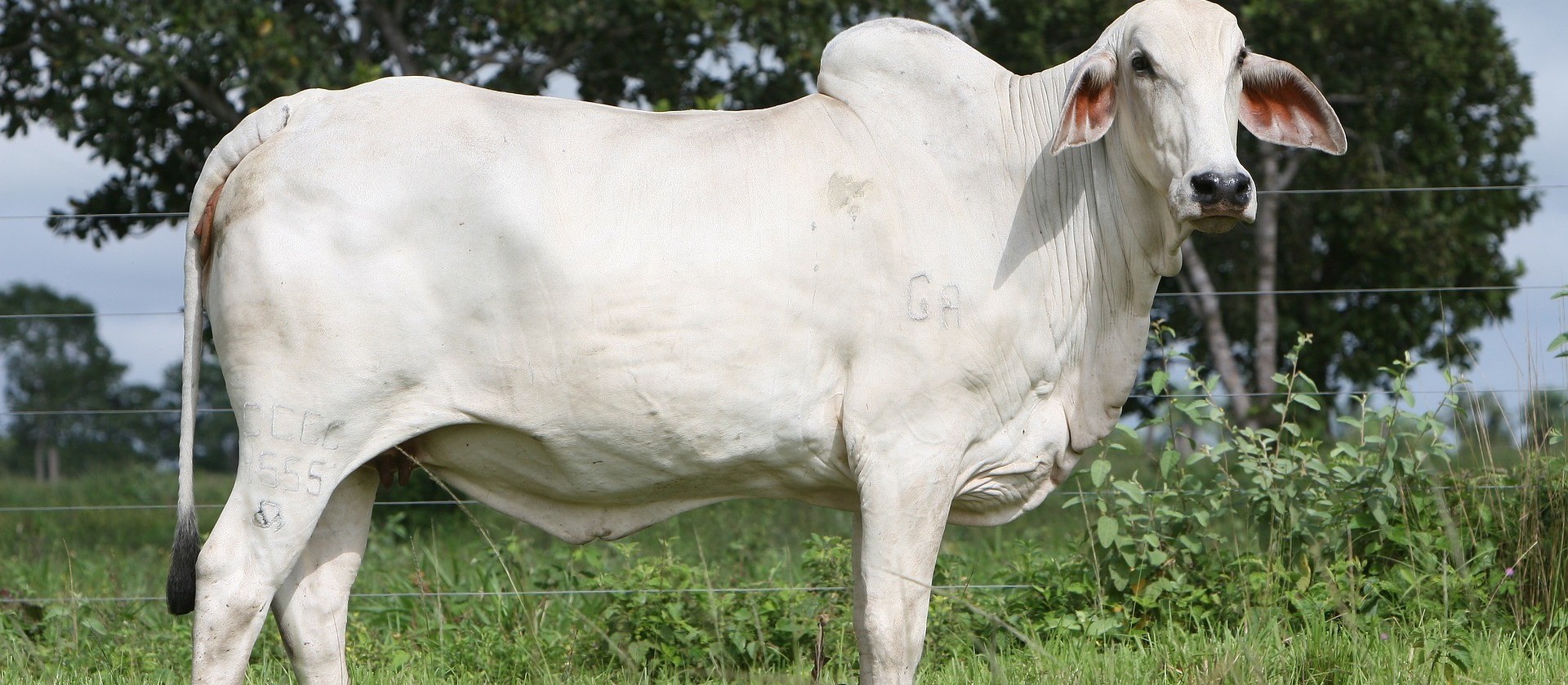Preço do boi gordo sobe nas regiões pecuárias