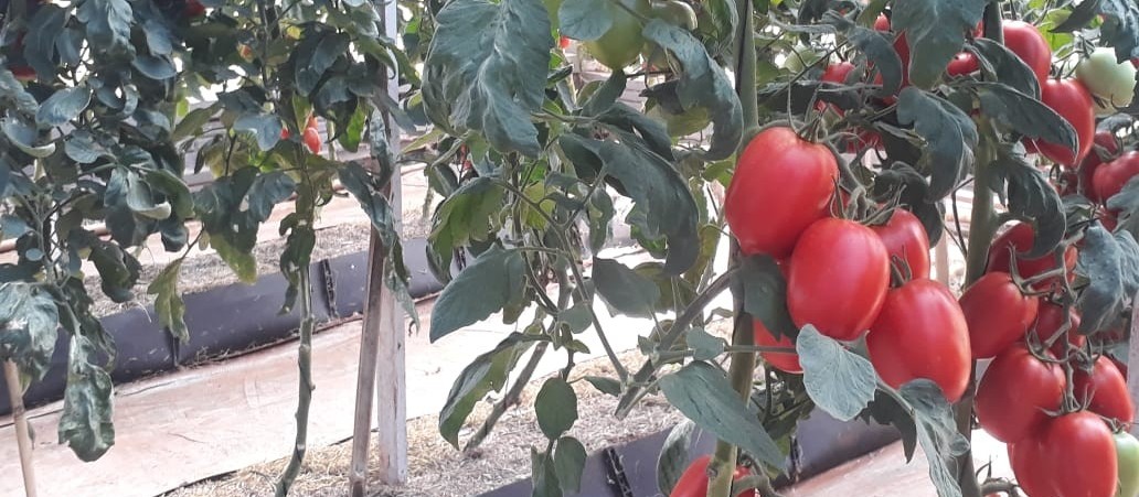 Variedades de tomate estão em amostra no Show Rural 