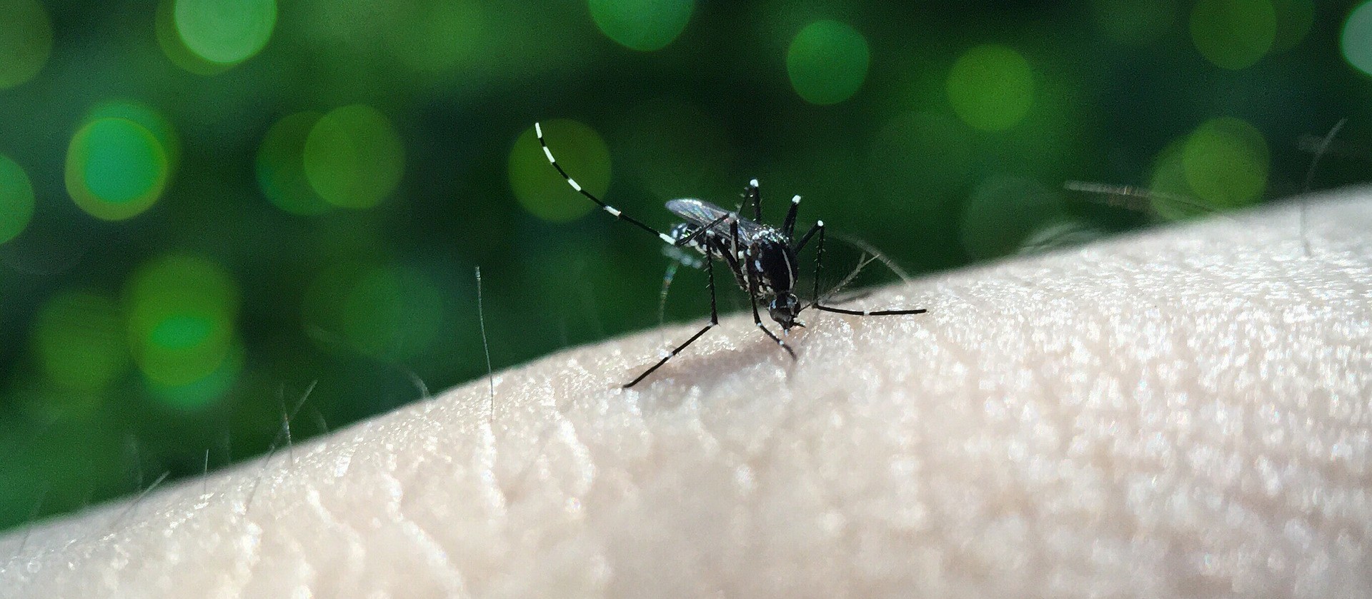 Cascavel tem 22 casos de dengue 