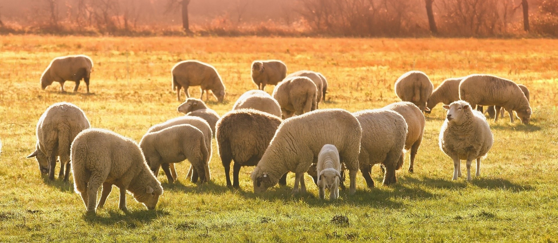 Preço de carne ovina não acompanha alta de outras espécies