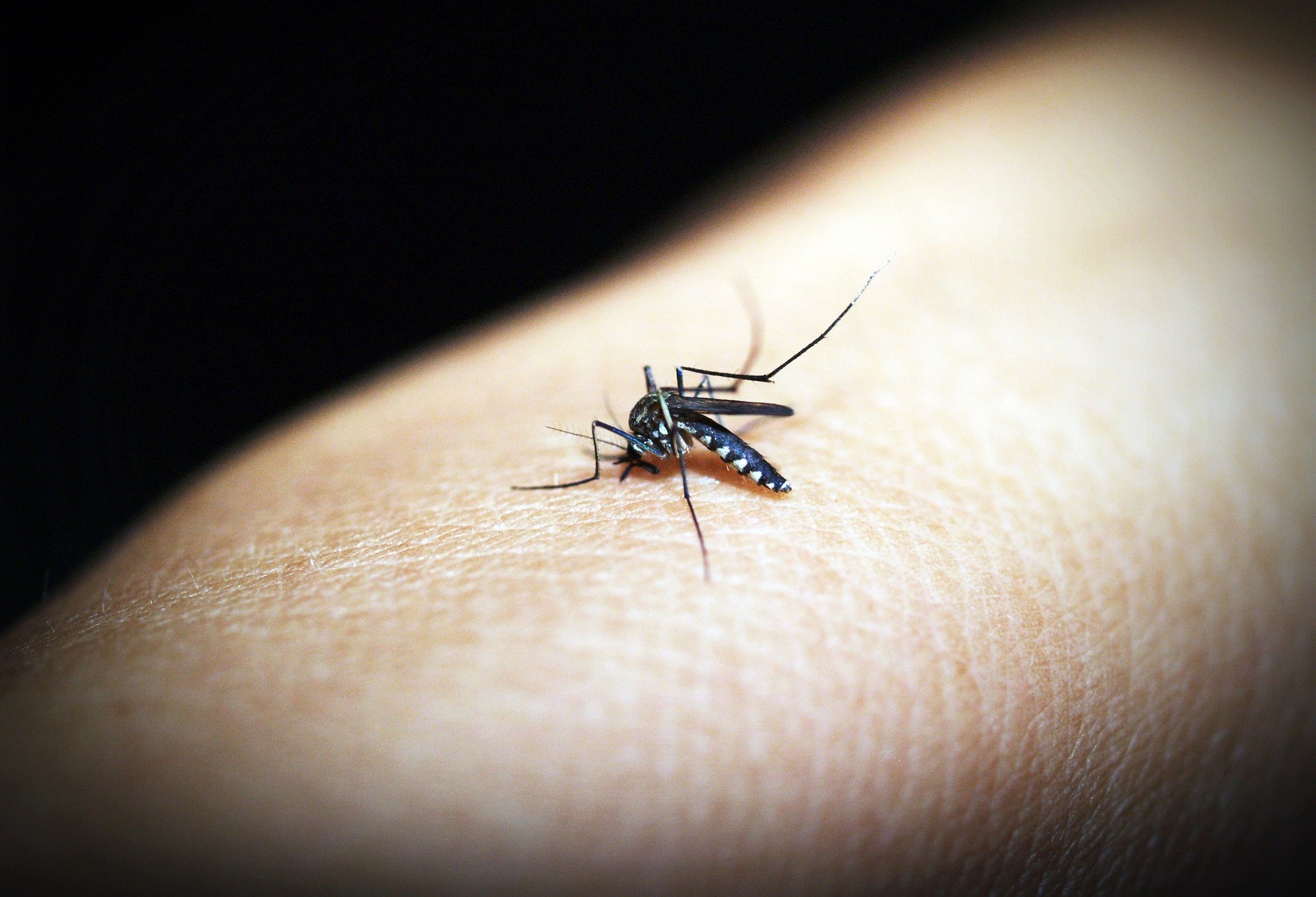 EPIDEMIA: Cascavel chega a mais de 2,4 mil casos de dengue e apela à população para eliminar criadouros