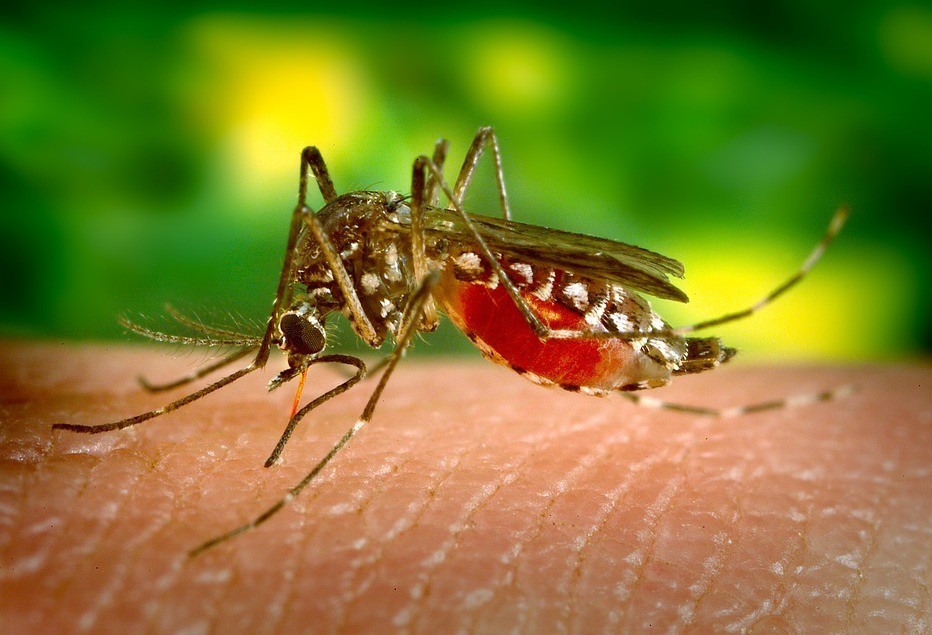 Estudantes usam tecnologia no combate ao mosquito da dengue