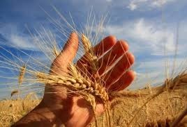 Geada pode prejudicar trigo plantado na região