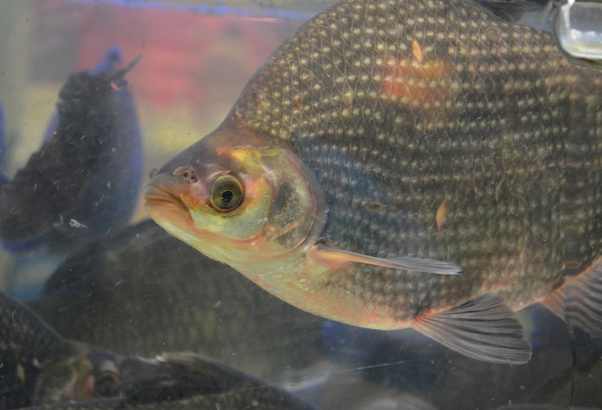 Manejo adequado reduz impactos do frio na piscicultura