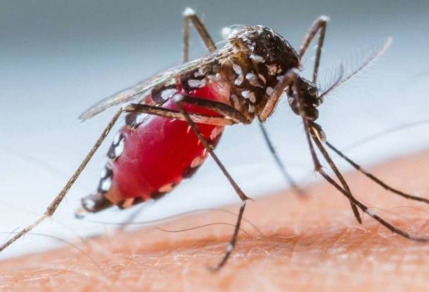 Cascavel confirma 2ª morte por dengue