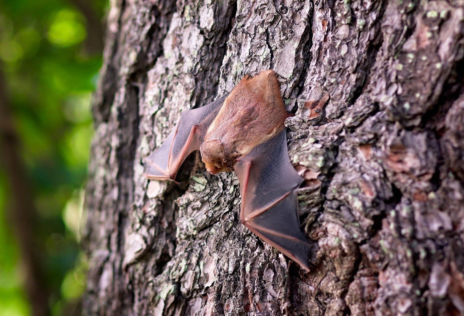 Morcego encontrado no bairro Brasilia teve resultado positivo para raiva 