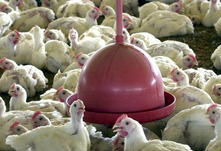 Preços do frango devem se manter estáveis em 2022