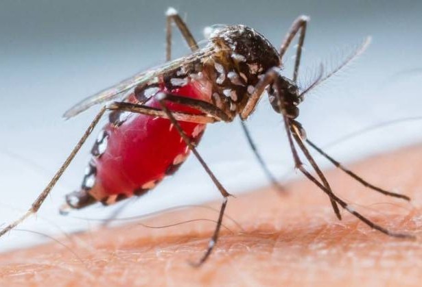 Cascavel alcança índice de epidemia de dengue 